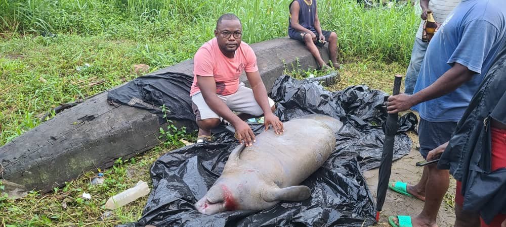 Time to create a  Manatee Sanctuary in Cameroon